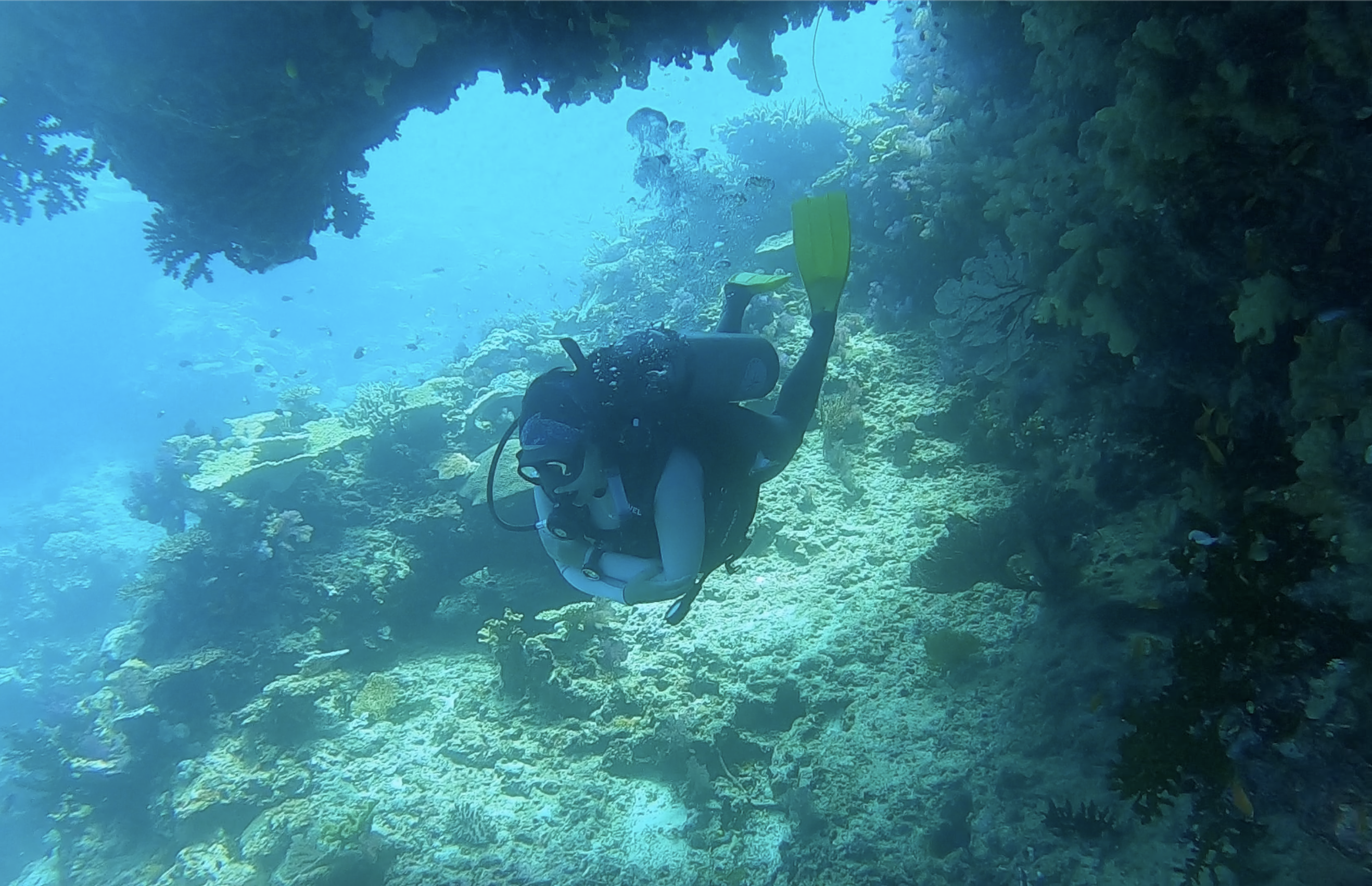 Galápagos seabird monitoring