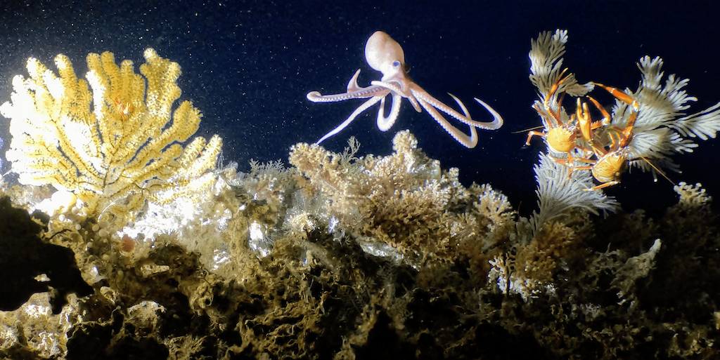 Cold-water coral distribution